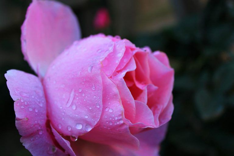 pink rose, drops, feeling
