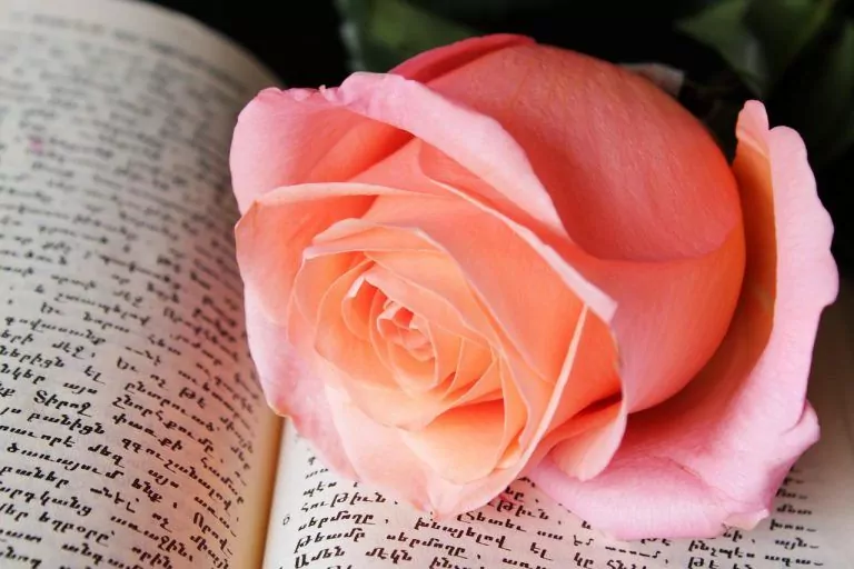 pink rose, libro, antecedentes