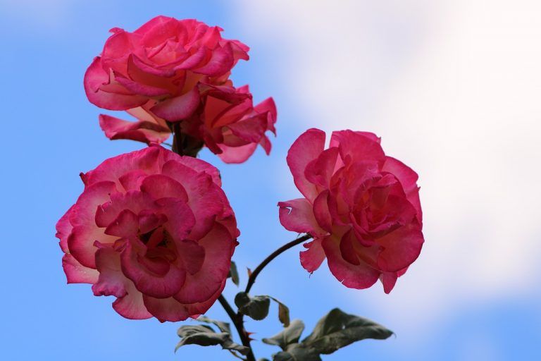 pink rose, rosa, bloem
