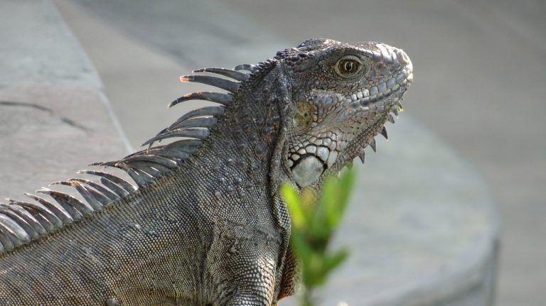 iguana, iguanas, galápagos