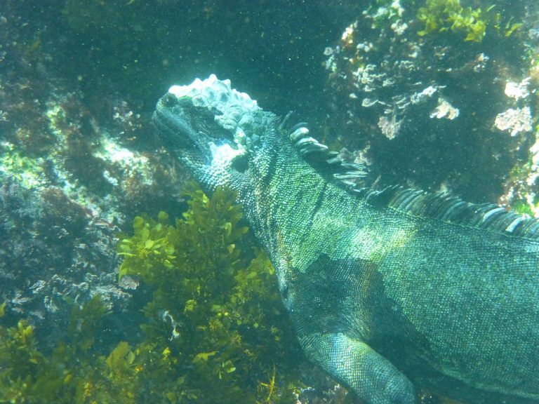 iguana marina, galápagos, buceo